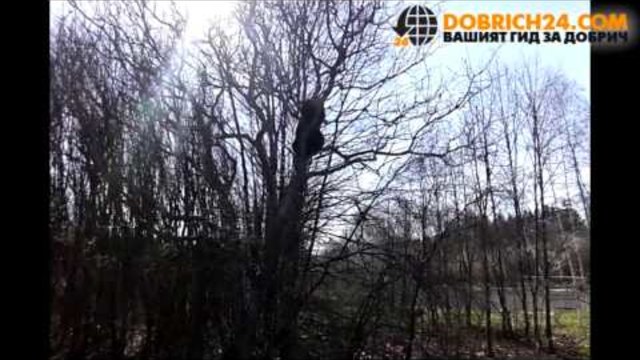 Мечката от зоопаркa в Добрич се качи на високо дърво. Вижте я как слиза (видео)