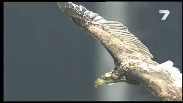 Полетът на орела на мача Лудогорец - Литекс - Спорт!