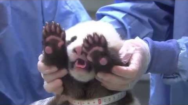 San Diego Zoo Panda Cub - Chin Scritches and Baby Yawns