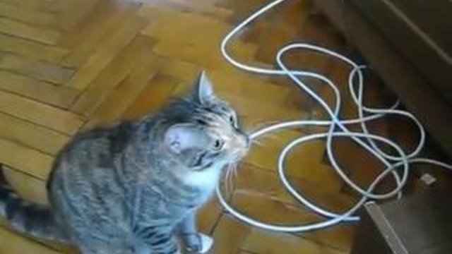 Котарак срещу Dvd устройство