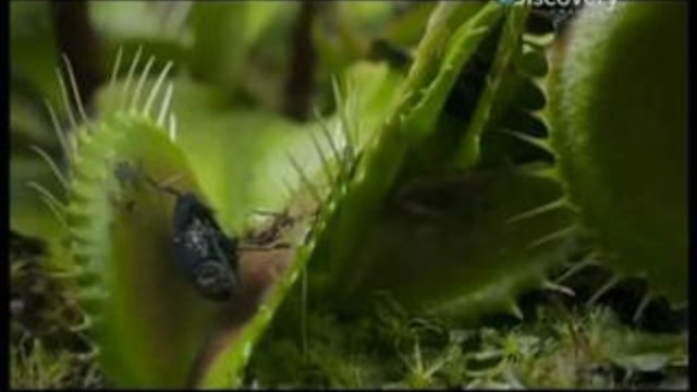 Живот на Растенията (Бг Аудио)