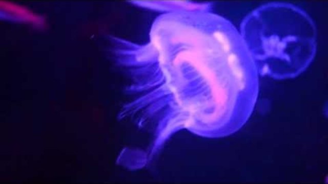 Ушата медуза (Aurelia aurita) Ни Честити денят на Земята - Earth Day 2014 Google