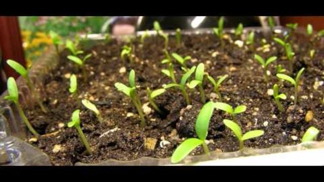 Растеж и развитие на растение (тагетес) в 11.5 часа за 7 секунди!