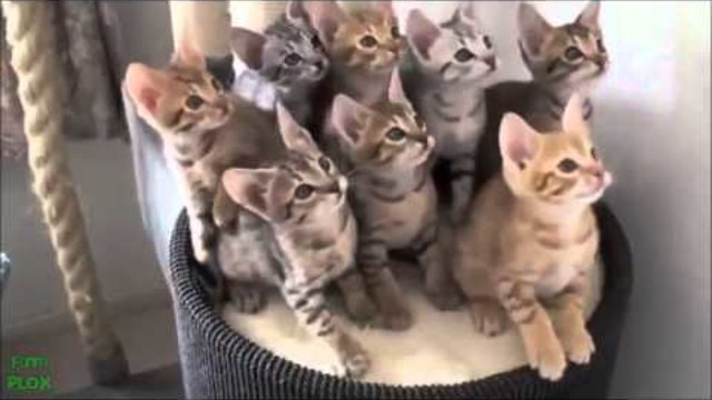 Top Funny Cat Videos ~ Very Funny Kitten Videos ~ Cute and Funny Kitten Videos