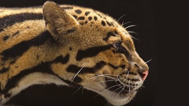 National Geographic Live! - Vincent J. Musi: Big Cats Up Close