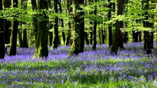 8 Hour Nature Sound Relaxation-Soothing Forest Birds Singing-Relaxing Sleep Sounds-Without Music