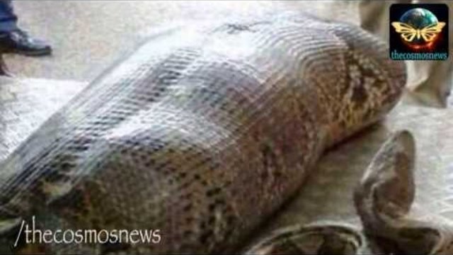 ПИТОН ПОГЪЛНА ЖИВ МЪЖ! (ВИДЕО)