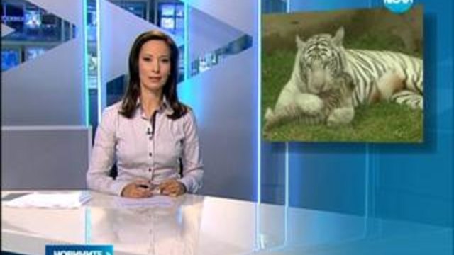 Три бели тигърчета са новата атракция в Перу