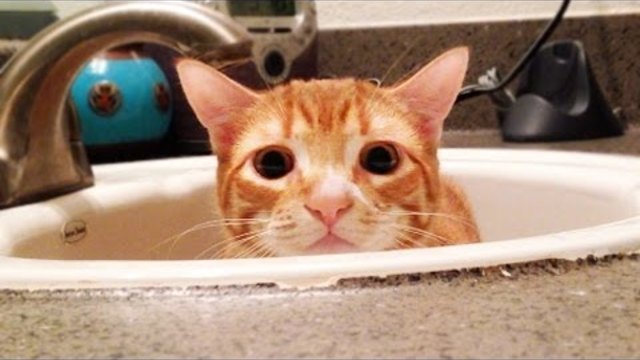 Котка в банята