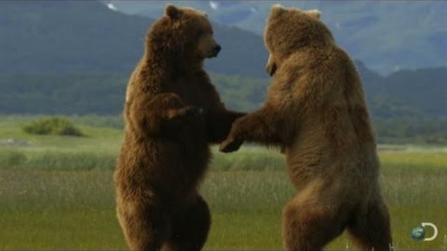 Giant Grizzly Bears Battle | Great Bear Stakeout-DISCOVERY