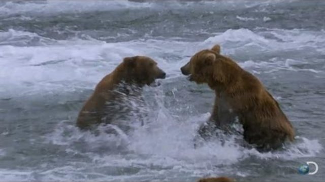 Grizzly Bear Turf War | Great Bear Stakeout-DISCOVERY