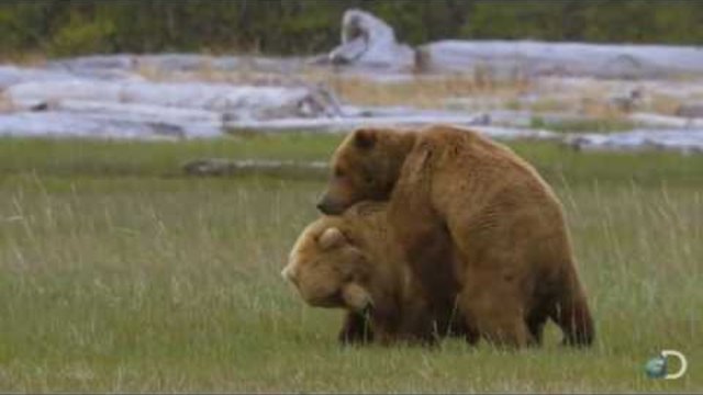 A Grizzly Love Triangle | Great Bear Stakeout-DICOVERY