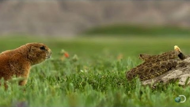 Brave Prairie Dog Confronts Snake | North America-DISCOVERY