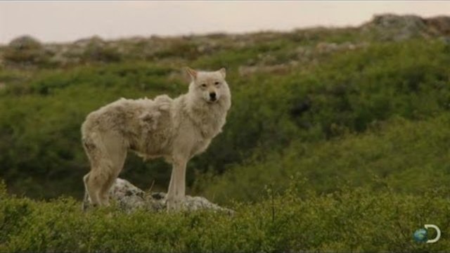 Gray Wolves Hunt Caribou | North America-DISCOVERY