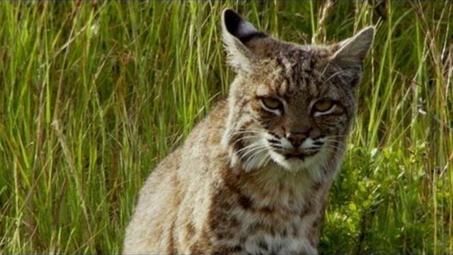 Bobcat Stalks a Pocket Gopher | North America-DISCOVERY