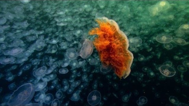 World's Largest Jellyfish | North America-DISCOVERY