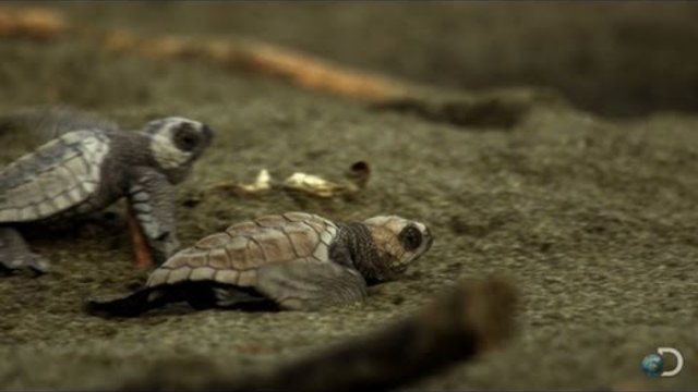 Sea Turtles Run the Gauntlet | North America-DISCOVERY