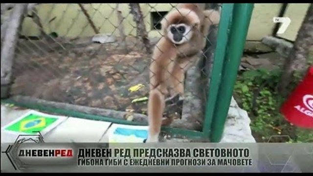 ДНЕВЕН РЕД 12.06.2014 - Гибонът Гиби предсказа победа за Хърватска
