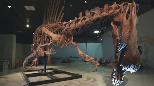 Bigger Than T. rex: Spinosaurus