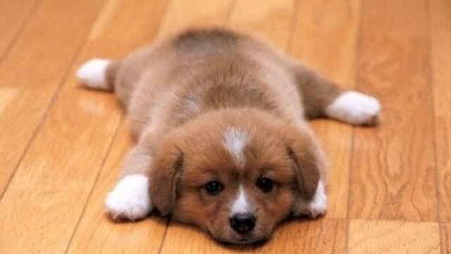 Кучета се плъзкат на пода ! :0