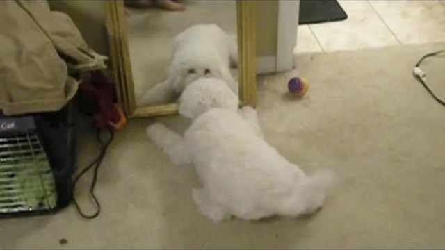Куче срещу огледало