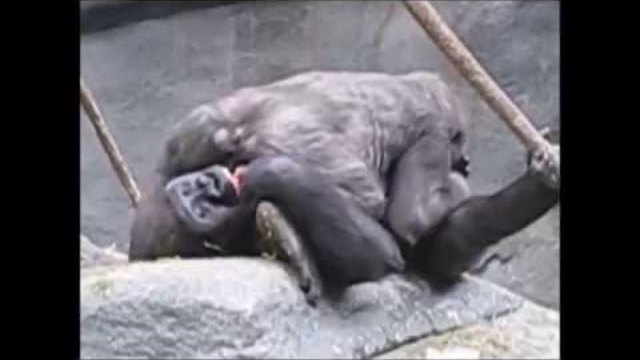 Gorilla Sexual Love 2 ORIGINAL FUNNY/Като по учебник/  :) :) :)