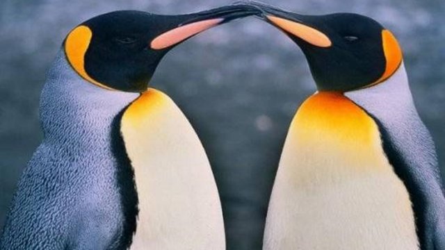 Пингвините - Антарктида