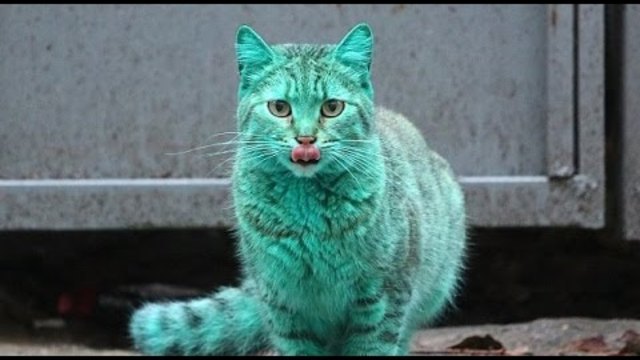 Зелената Котка от България!!! The Green Cats Who Walk The Streets Of Varna, Bulgaria