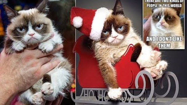 Котка направи стопанката си милионер Grumpy Cat £64million