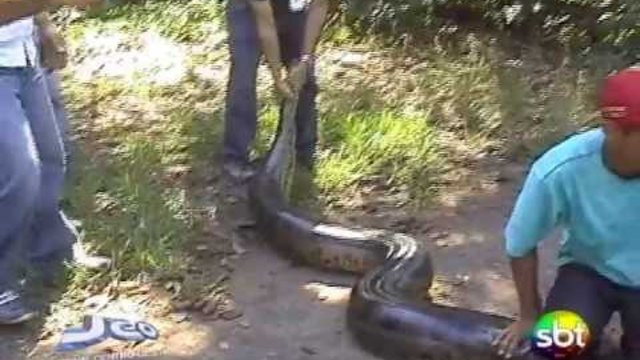 COBRA SUCURI COM MAIS DE 5 METROS ATACA HOMEM NO ALTO DA SERRA AZUL