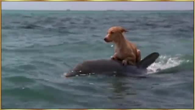Куче и Делфин