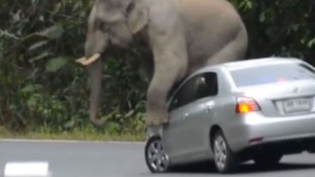 Видео с ядосаният слон - Angry Elephant Crushes Thai Tourist's Car !!!