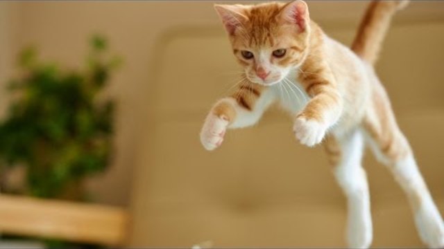 Epic Funny Cats Jump Fail 2014-2013