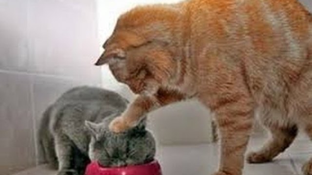 Animals Can Be Jerks - Supercut Compilation 2013!