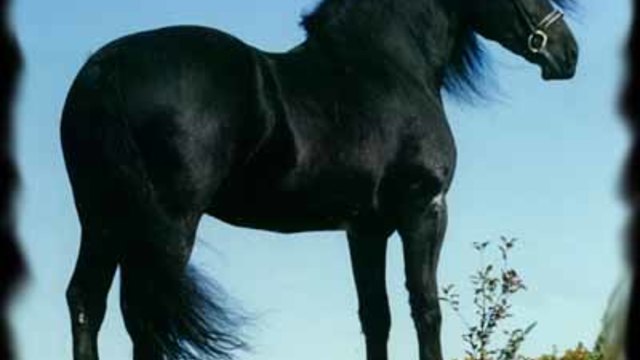 Най-красивия арабски кон - черен жребец !