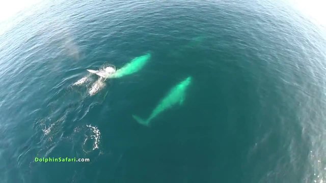 Невероятно видео! Преминаващи Китове по Калифорнийското Крайбрежие!