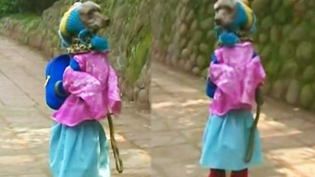 Poodle Dog Dressed Like Schoolgirl - Dog Walking On Two Legs - Little Girl Dog In China