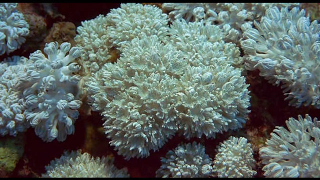 ПРИКЛЮЧЕНИЕ НА КОРАЛОВИТЕ РИФОВЕ (Coral reef adventure)
