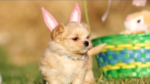 Кученца, пиленца и зайчета празнуват Великден