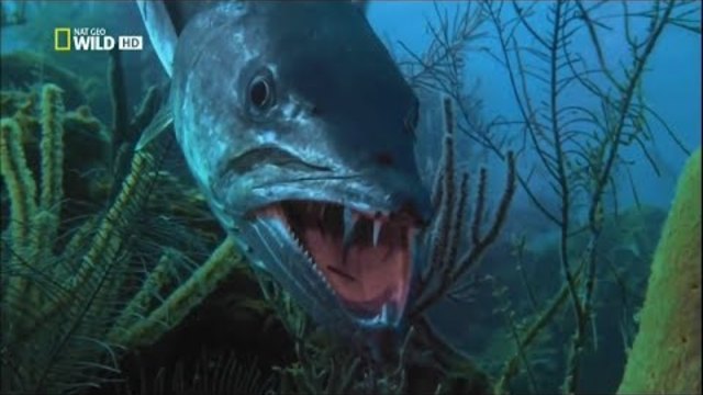 Документальный фильм - Самые опасные животные. Морские глубины. HD (2009)