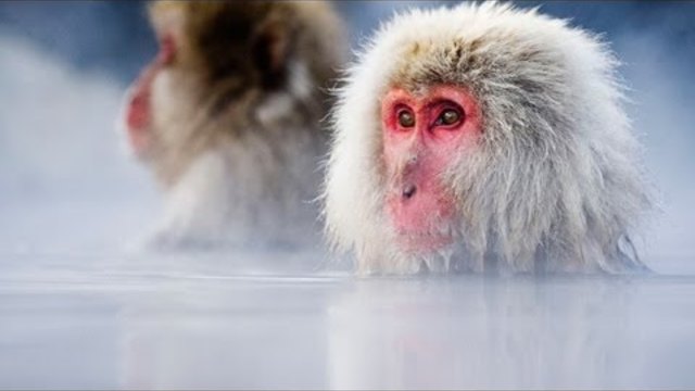 Дикая природа Японии 1 (Снежные обезьяны и вулканы)