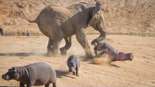 Documentary National Geographic - Animal Attack