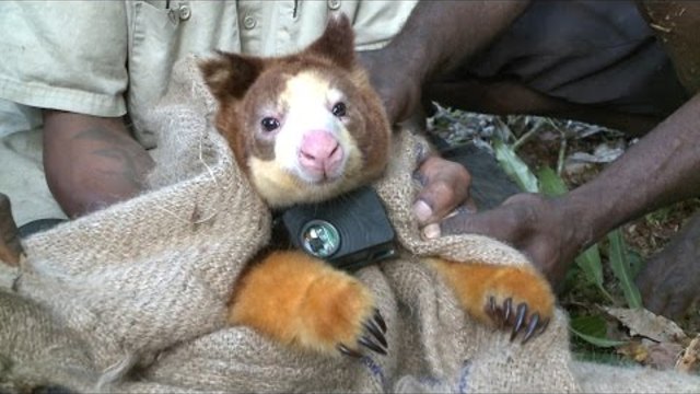 Real-Life Teddy Bears of the Rain Forest