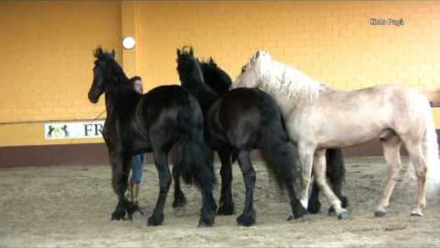 SANTI SERRA CAMPS- (ser)2 cam Shows 2014