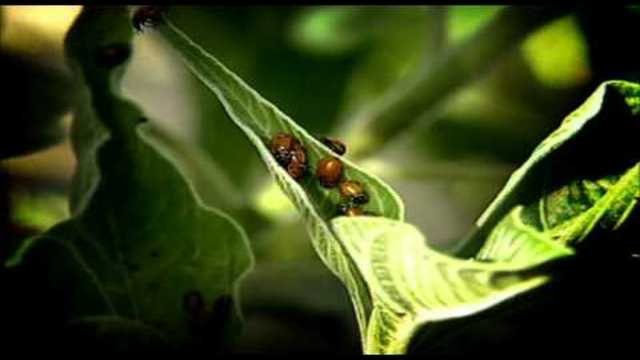 Space/ Космос Episode 5 (2001) бг субтитри