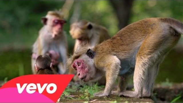 Jacquie Lee - It&#39;s Our World (From Disneynature&#39;s &quot;Monkey Kingdom&quot;)