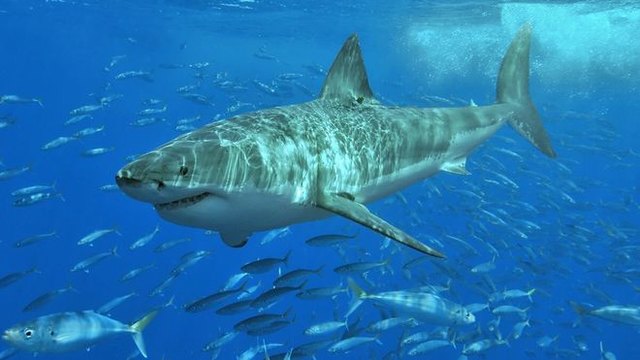 Гигантска бяла акула се опитва да пригрезе клетката