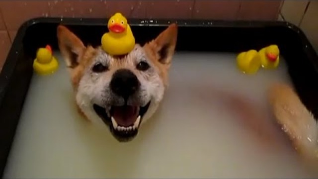 Cats and Dogs Just Don&#39;t Want to Bath 2014 [NEW HD]