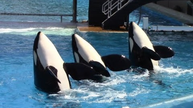 One Ocean (Full Show) SeaWorld San Diego 6/23/14