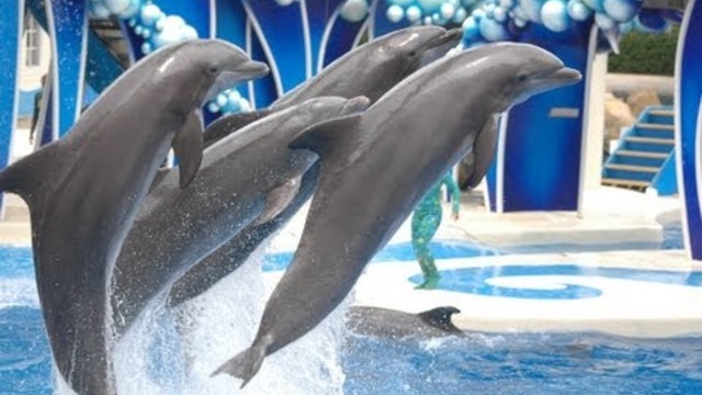 The Complete 2015 SeaWorld &quot;Blue Horizons&quot; Dolphin Show